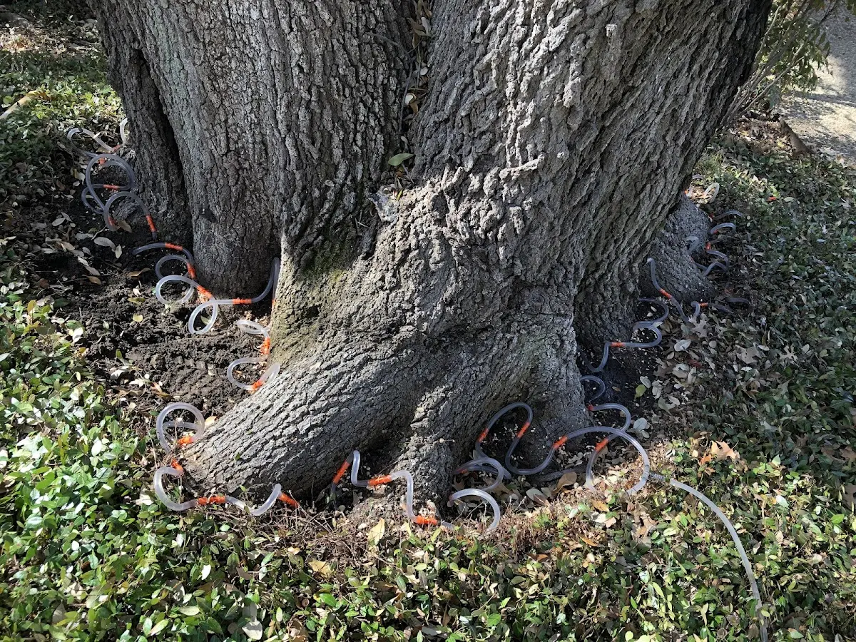 Detailed Tree Cabling and Bracing job site in Racine