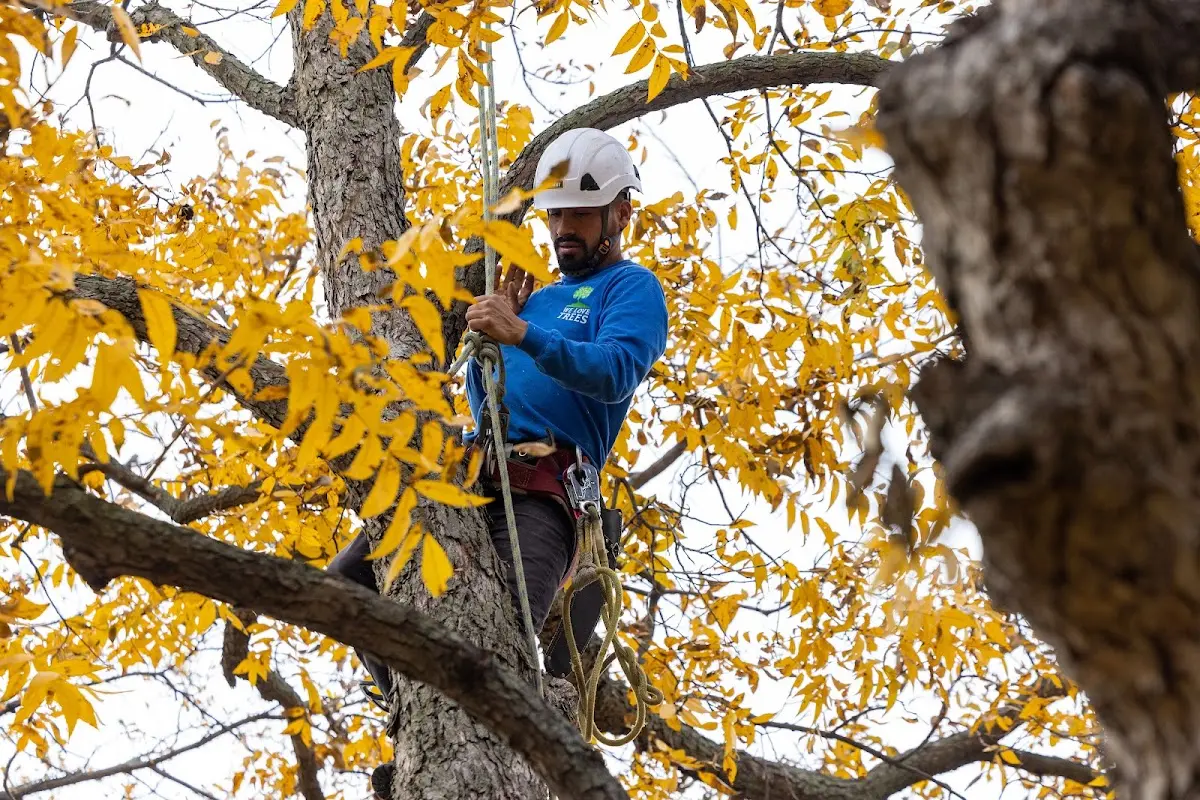 Skilled Tree Pruning crew working in Racine